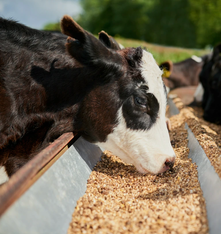 krowa jedząca paszę