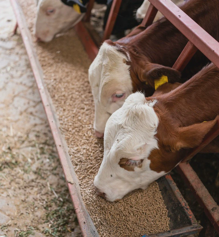 krowy brązowo białe jedzące paszę