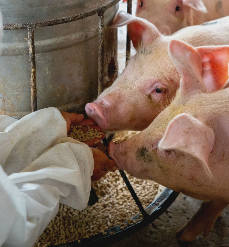 świnie jedzące paszę