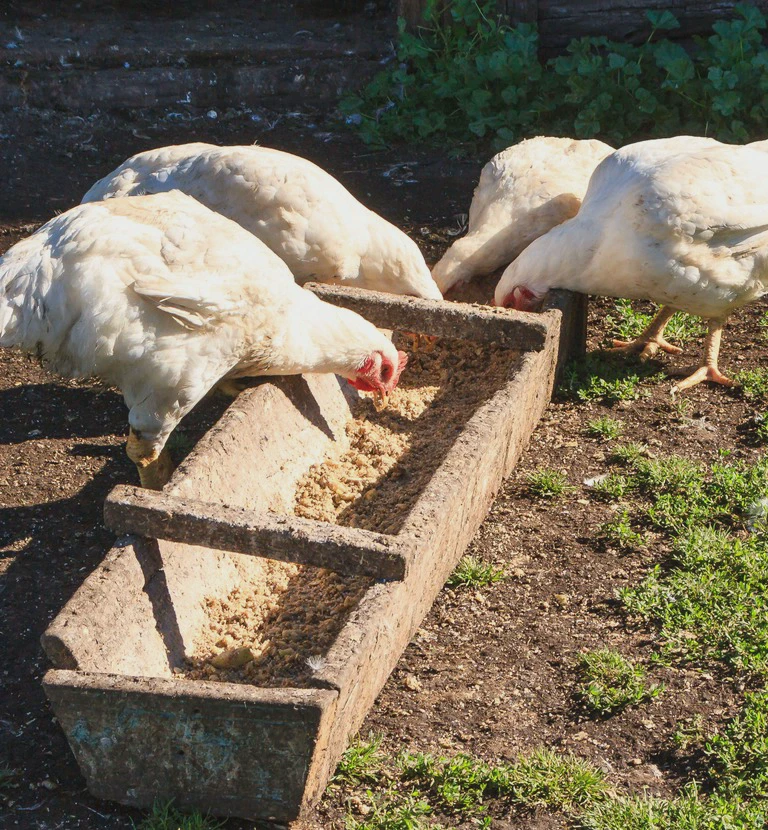 białe kury jedzące ziarna