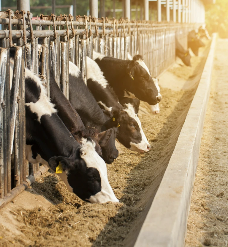 jedzące krowy w&nbsp;oborze