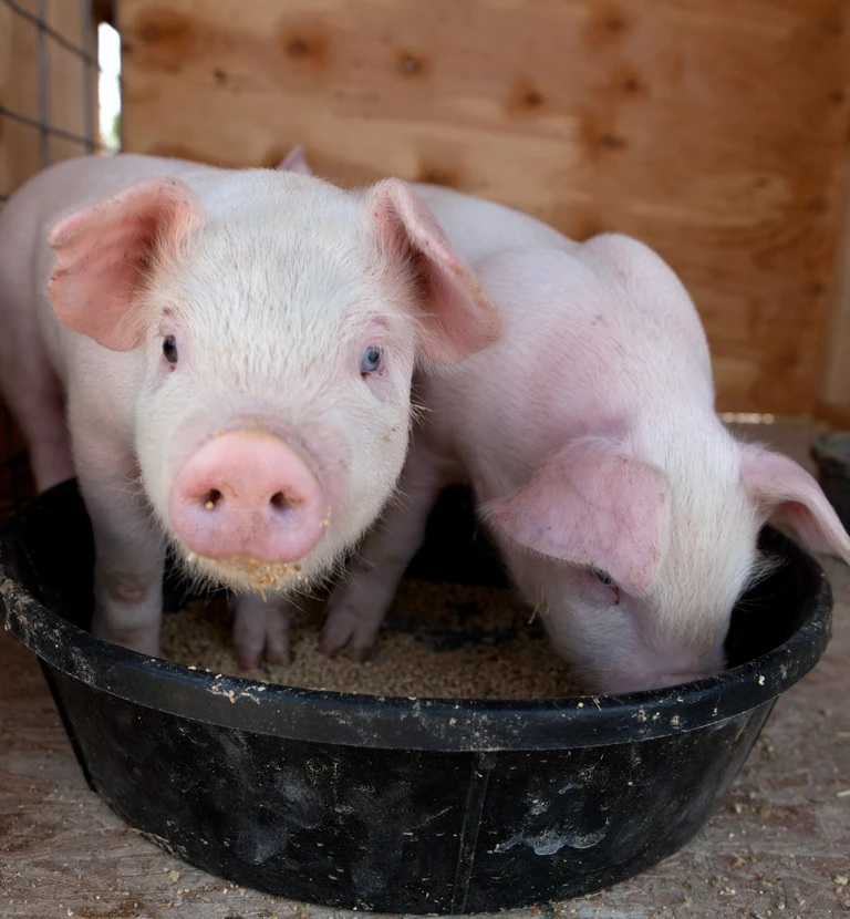 dwa prosiaki w&nbsp;misce