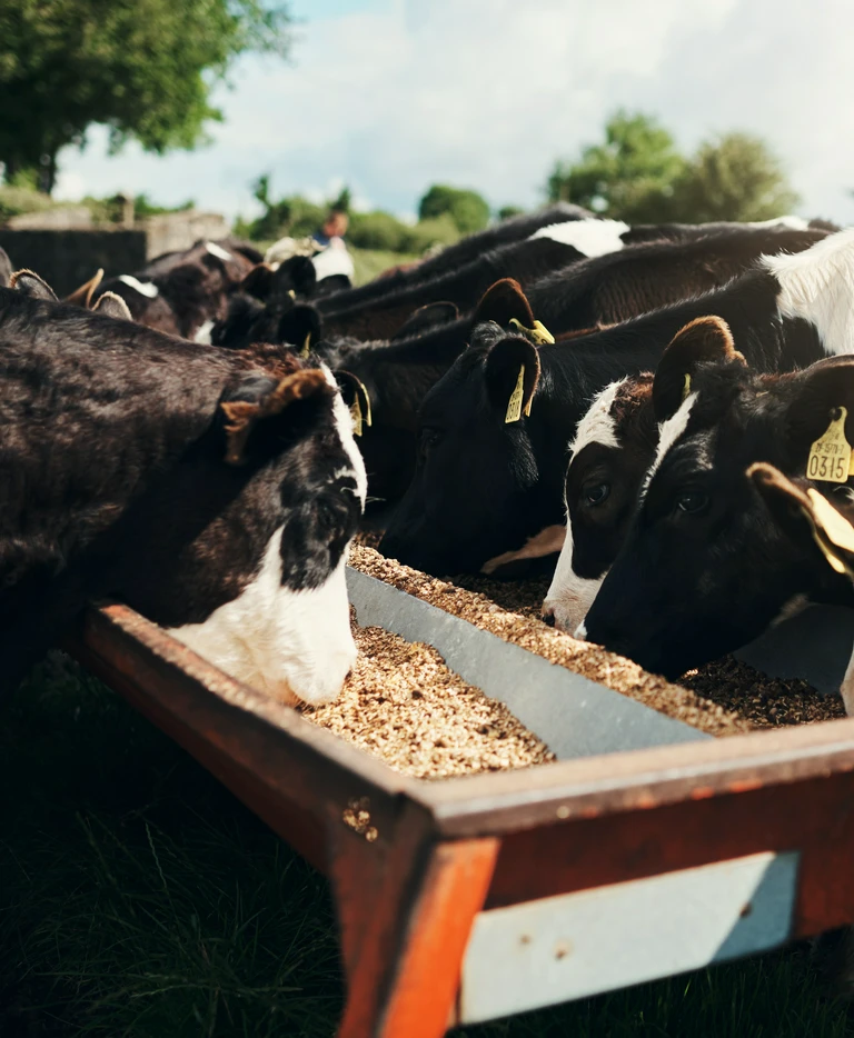 krowy jedzące z&nbsp;koryta