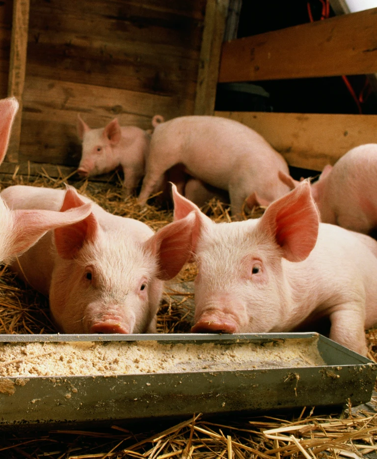 prosiaki w&nbsp;chlewiku