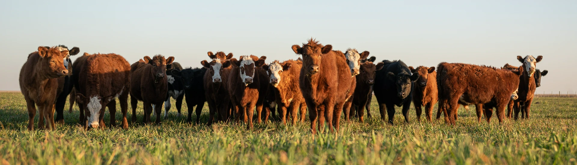 krowy na&nbsp;łące